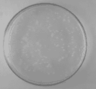 Tuner (DE3) chemically E.coli Express Competent Cells - Click Image to Close